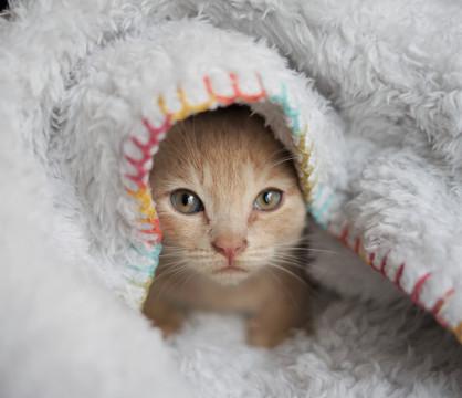 ちいさな子猫のプリンちゃん