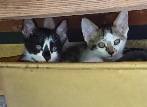 可愛い黒白（左側）