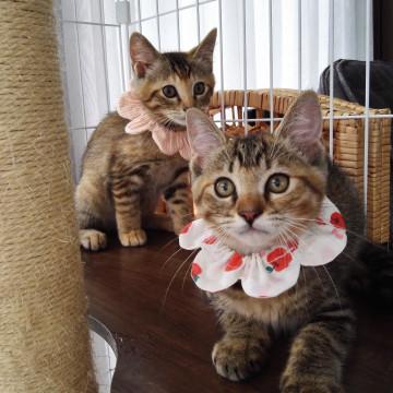 素朴でチャーミングな麦わら姉妹