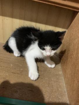 かわいい、子猫ちゃん！