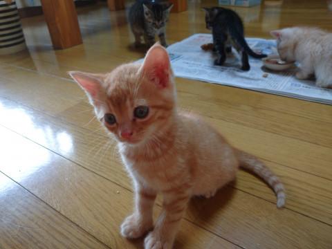 5匹の兄妹
