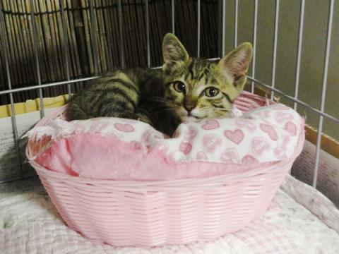 キジトラ♂ (*ﾟｪﾟ*)  3か月くら