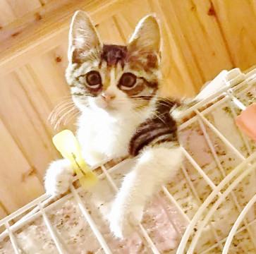 きじしろスイカ君　1100gになりました