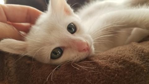 こまった顔の白子猫 ^^;