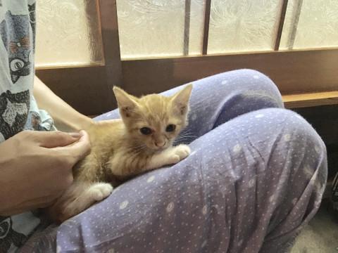 地域猫保護 茶トラ＊ミケ三兄妹