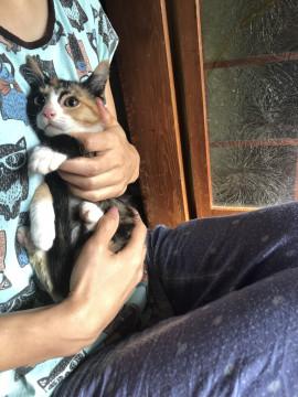 地域猫保護 兄妹4匹のミケ仔猫