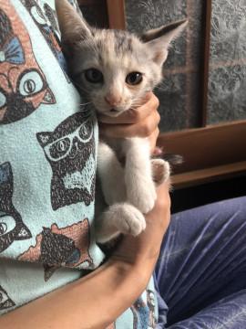 地域猫保護 三毛＊茶トラ兄妹