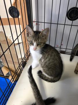 イケにゃん 雉白ぼうや^ ^