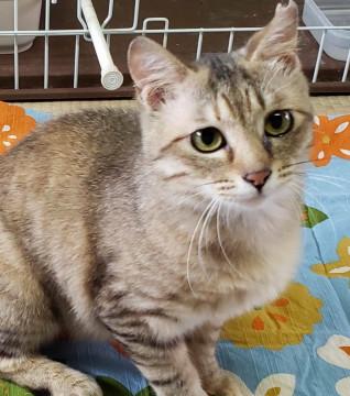 愛らしい瞳のむぎわら猫　ミントちゃん