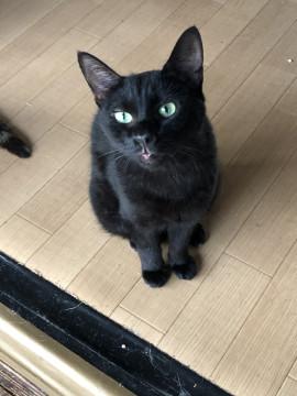 優しい 黒猫ぼうや♬