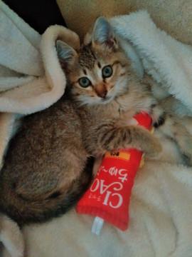 子猫の里親募集（運命のラッキー?）