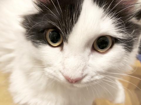 1歳マンチカン！甘えん坊で元気な男の子