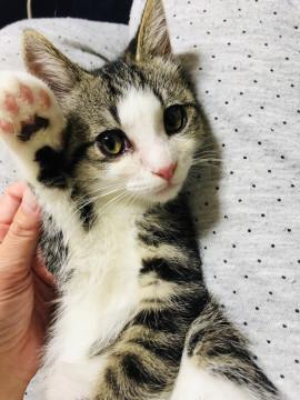 美男子(子猫)☆ジャックくん☆
