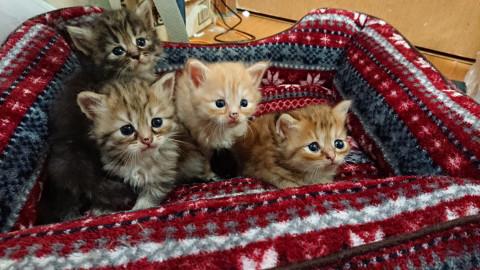 かわいい仔猫４兄弟