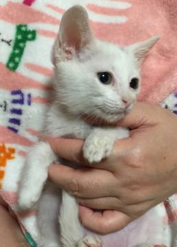 白い毛並みが可愛い子猫です♪