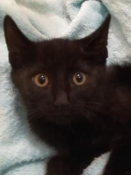 黒子猫♂２ヶ月半里親様募集