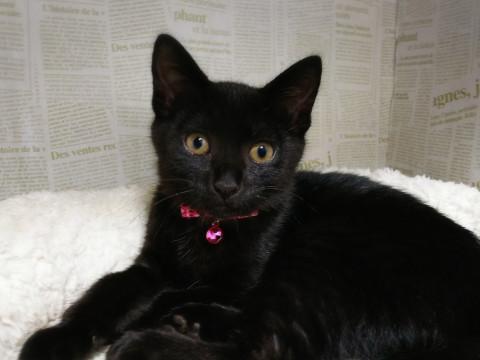 ビキニを着たお姫様☆オルテガちゃん