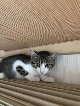 怖がりビビりのキジ白ちゃん
