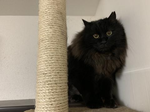 まんまる目の黒長毛