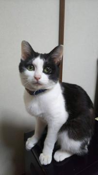 面談成功、 里親様決定