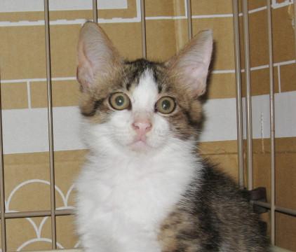 遊び友達が欲しいけどちょっとシャイです