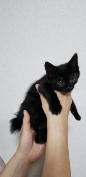保護猫です