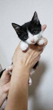保護猫です