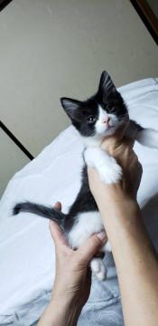 保護猫です