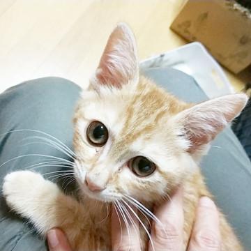 茶トラのえみりちゃん