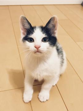 可愛い白黒兄弟 慎太郎