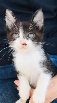 可愛い白黒兄弟 裕次郎