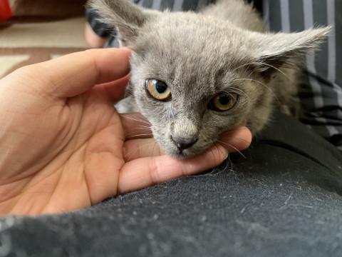 グレーの美人子猫の里親募集