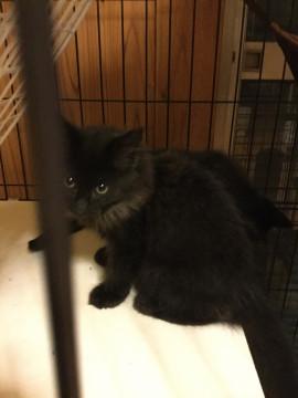 空地の４兄弟、ふわもこベアくん