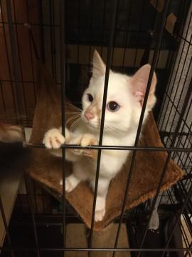 空地の４兄弟、白のピンキーちゃん