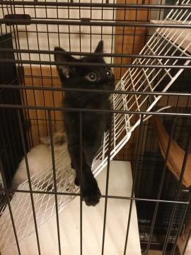 空地の４兄弟、短毛クロくん