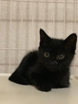 キュートな黒猫