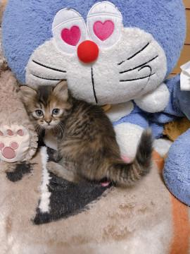 人懐っこいサビ猫ちゃん！