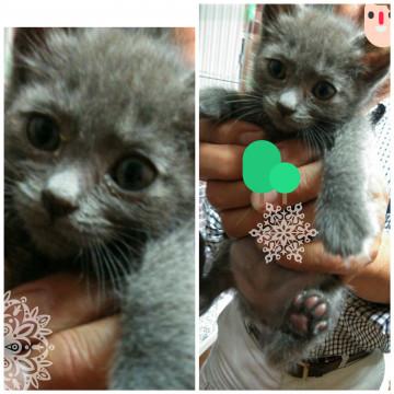 おっとりのグレーにゃん