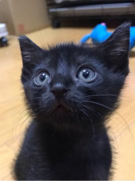 真っ黒ツヤツヤ甘えん坊
