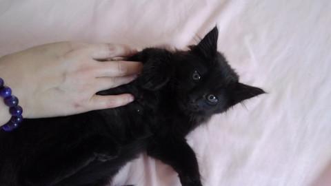 ふわふわ半長毛の子猫(黒)