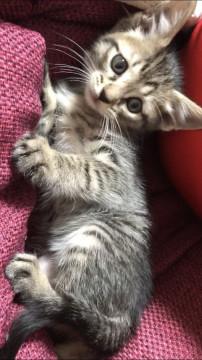 人懐っこいキジトラの雄