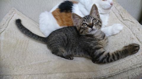 おっとりキジ柄の男の子