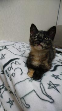 サビ柄の女の子