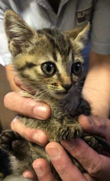 まん丸お目目のキジちゃん達