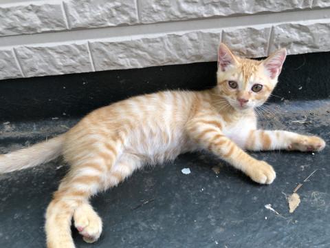 ちゃとらの子猫ちゃん