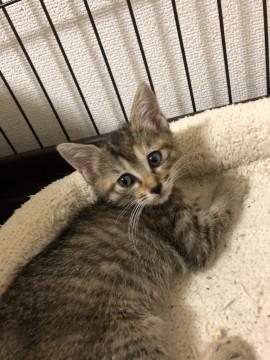 キジトラの女の子♬