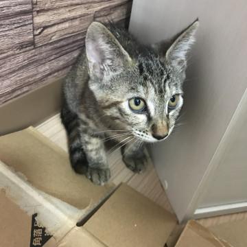かわいい生後3ヶ月弱の子猫ちゃんです！