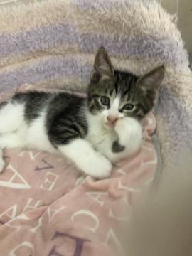 ベタベタに甘えん坊のキジ白君です♪