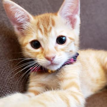 幸運の茶トラの女の子♀ピーナッツ兄妹