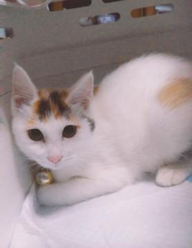 正式譲渡♥地域猫レスキュー♥ぷりん